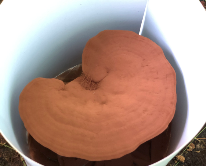 灵芝孢子粉,孢子粉,泰山灵芝,泰山灵芝孢子粉,泰山赤灵芝,泰山赤灵芝孢子粉