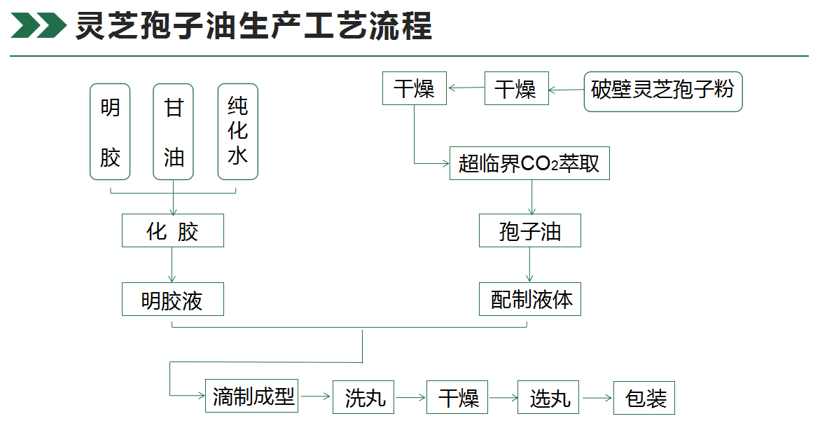 灵芝孢子油,灵芝孢子油胶囊