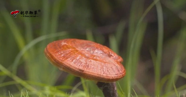 灵芝孢子粉,破壁灵芝孢子粉,品质灵芝孢子粉,优质灵芝孢子粉