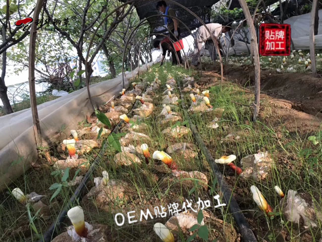 利华御草的产量可以满足合作方的需求吗?