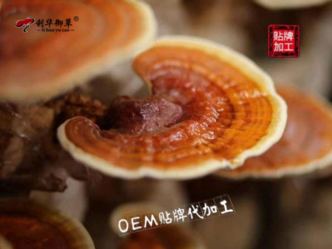 利华御草灵芝产业园可以代工哪些灵芝产品？