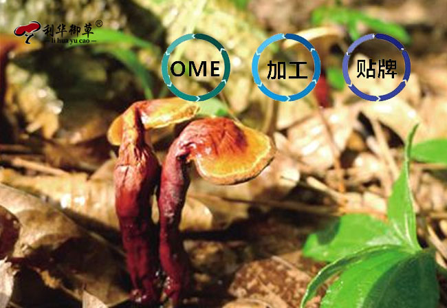 国食健字号破壁灵芝孢子粉OEM贴牌代工合作方