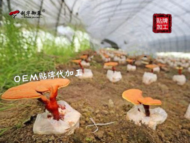 灵芝代工企业品牌排行榜：利华御草灵芝产业园三萜含量高