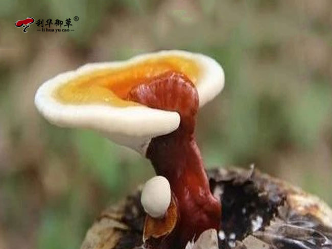 利华御草是泰山赤灵芝产品生产服务商吗
