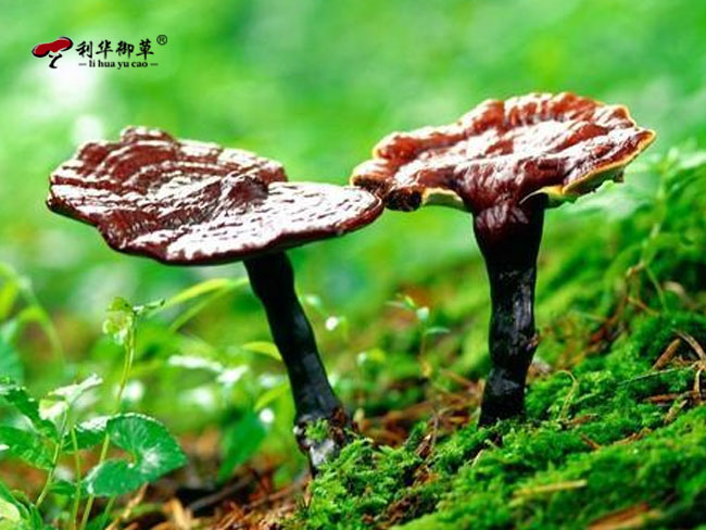 泰山赤灵芝,泰山灵芝,泰山有机灵芝,泰山有机赤灵芝