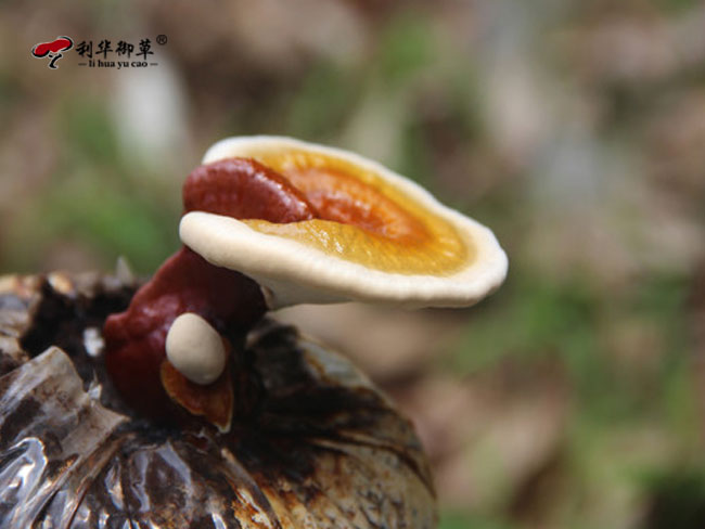 一木一芝栽培灵芝有哪些好处