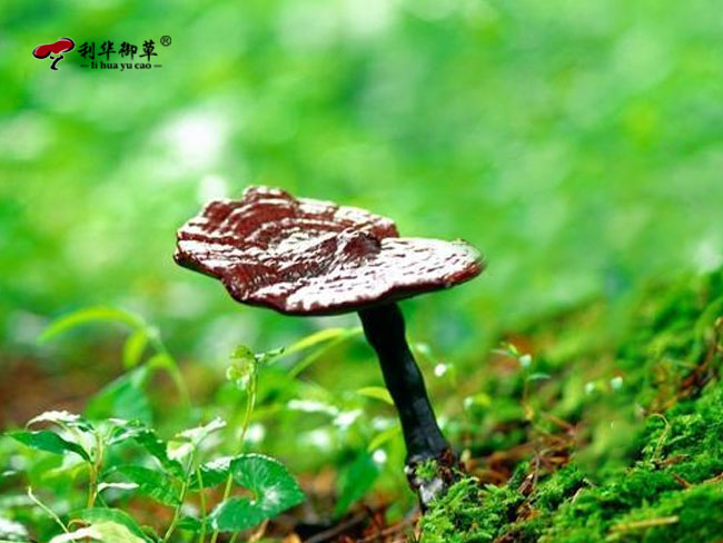 灵芝孢子粉,灵芝产品,灵芝孢子粉质量,灵芝质量,利华御草