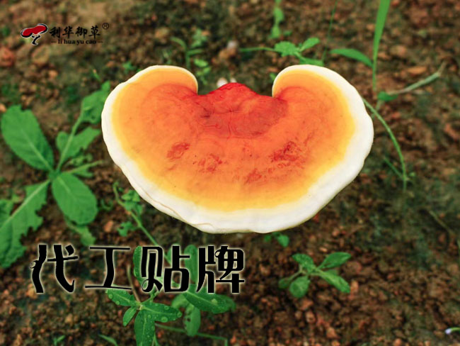 利华御草贴牌灵芝孢子油灵芝三萜含量更高