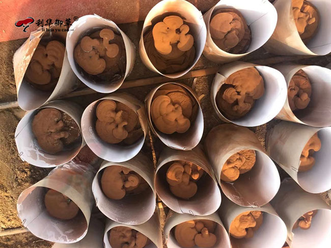 灵芝孢子粉,灵芝孢子粉质量,灵芝孢子粉原料