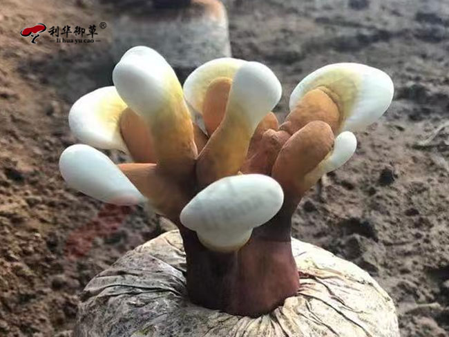 利华御草,灵芝产品,灵芝代工,灵芝孢子粉代工
