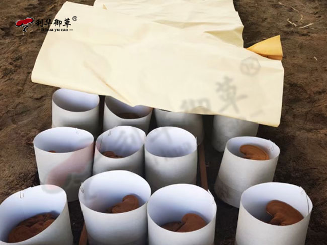 灵芝孢子粉,灵芝孢子粉前景,灵芝孢子粉未来前景