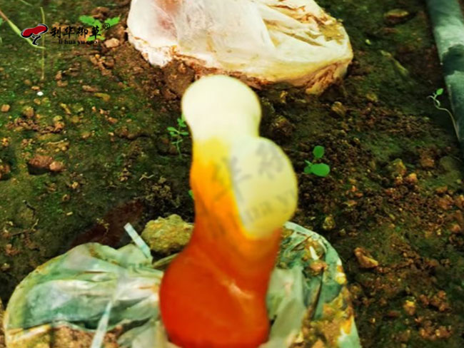 灵芝是什么味道