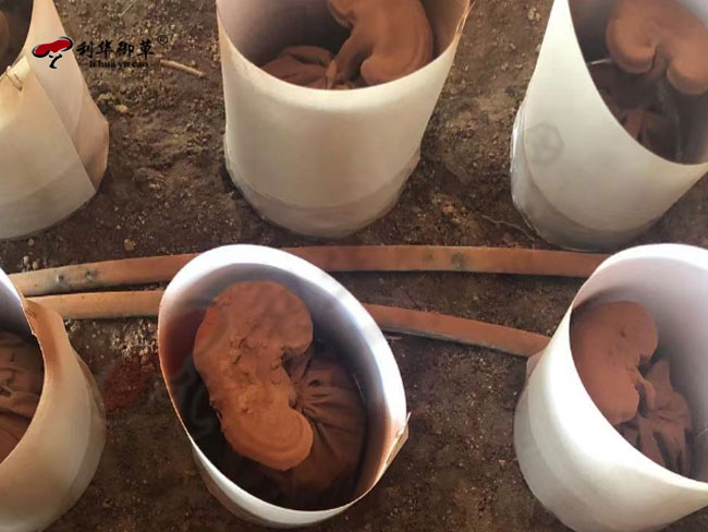 夏季能吃灵芝孢子粉吗?