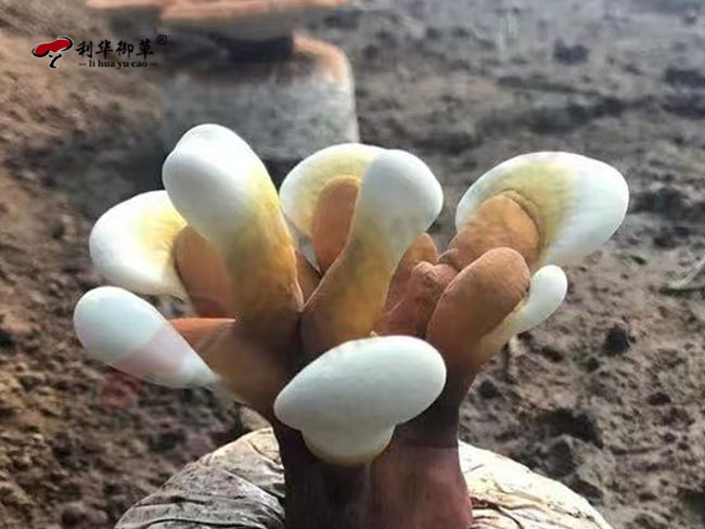 灵芝孢子油可以这么储存
