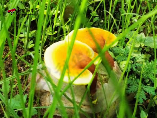 泰山赤灵芝孢子粉有哪些特点