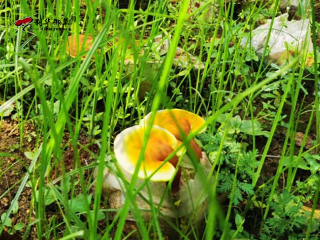 利华御草,仿野生灵芝,人工栽培灵芝