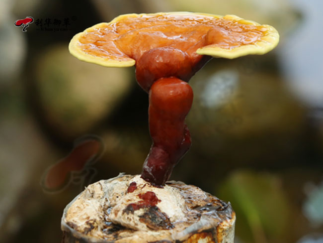利华御草可以代工贴牌灵芝孢子粉破壁工艺吗