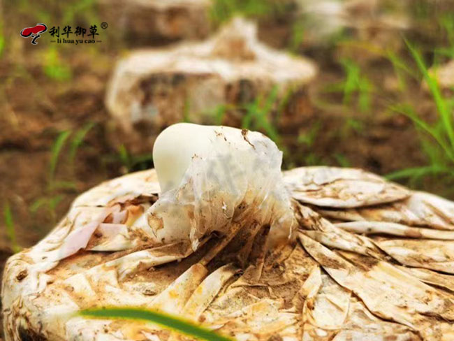 灵芝孢子粉为什么出