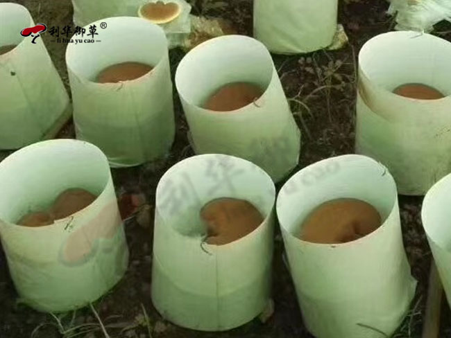 优质灵芝孢子粉生产服务商一定符合这几项标准
