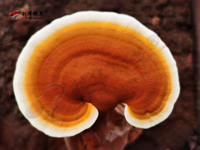 泰山赤灵芝,灵芝三萜含量,利华御草