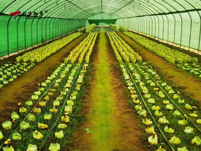 灵芝孢子粉为什么要制粒,灵芝孢子粉,灵芝孢子粉制粒