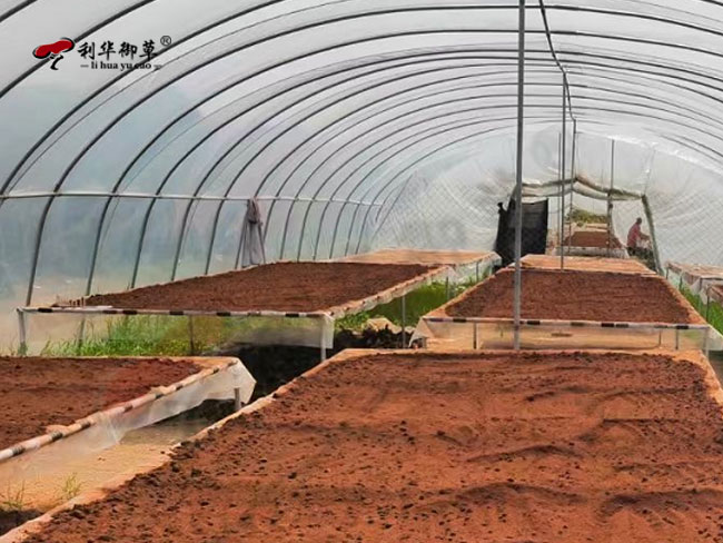 灵芝孢子油,10万级净化车间,灵芝孢子油生产,灵芝孢子油车间