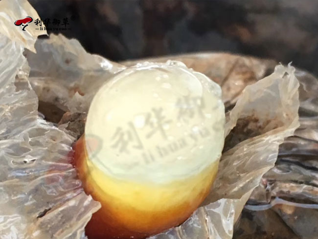 泰山赤灵芝,泰山灵芝,利华御草,灵芝