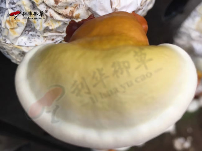 灵芝三萜含量多少为