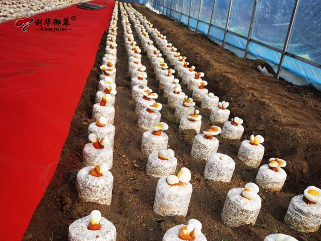 利华御草,300万粒日产能,灵芝孢子粉产能,灵芝孢子粉生产