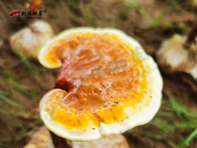 灵芝的分类,利华御草灵芝,灵芝分类有哪些,灵芝种类