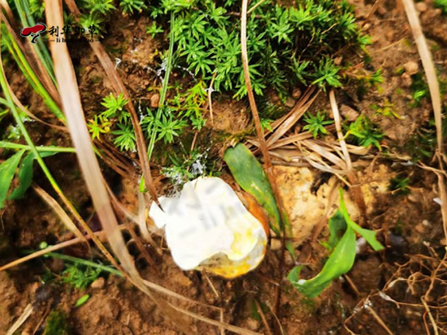 灵芝孢子粉,破壁灵芝孢子粉,利华御草