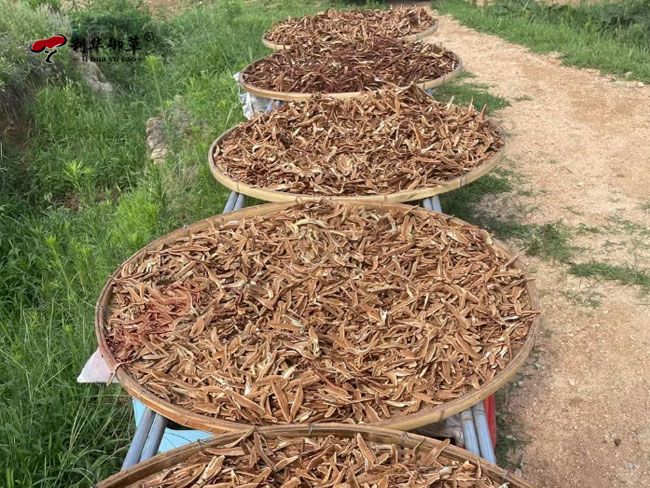 灵芝切片,利华御草,灵芝价格,泰山灵芝