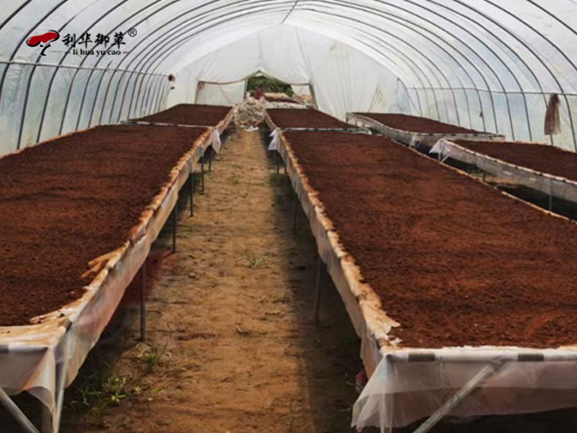 灵芝孢子粉味和微苦有什么区别
