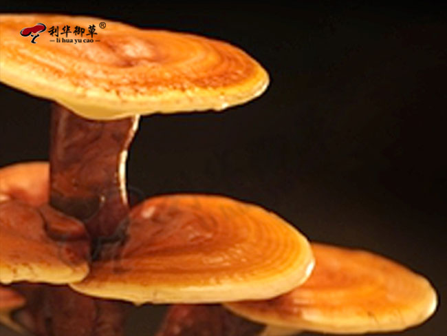 灵芝产品代工原料这么重要