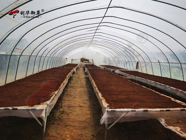 灵芝孢子粉破壁会影响三萜含量吗,破壁灵芝孢子粉,灵芝三萜,利华御草