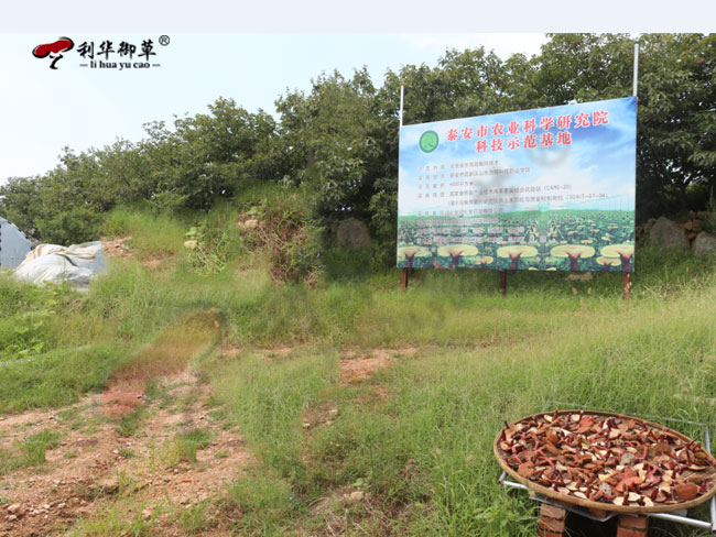 灵芝产品生产服务商利华御草携手合作方共同成长