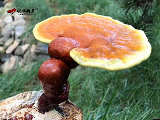 坚持工匠精神专注做好灵芝
