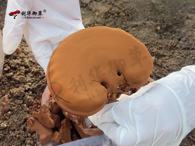 国内哪个地区的灵芝其灵芝三萜含量更高