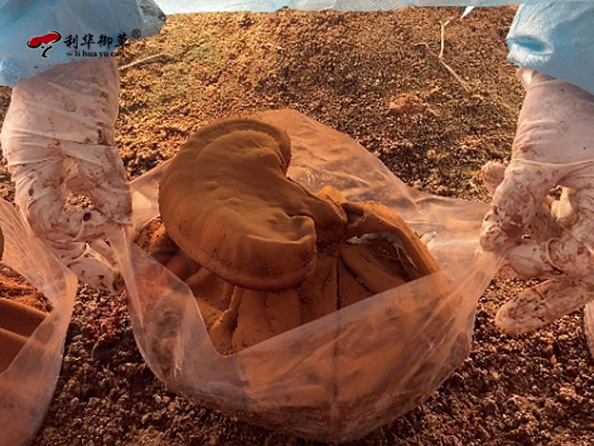 用户对灵芝这种中式滋补越来越认可