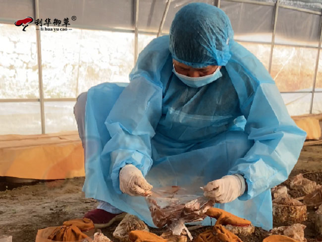 优秀的灵芝产品生产服务商应该具备哪些条件
