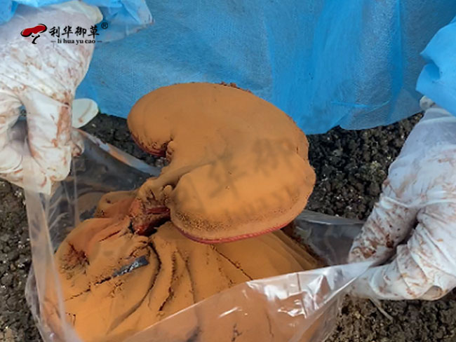 利华御草,灵芝基地,灵芝孢子粉,灵芝孢子粉颗粒