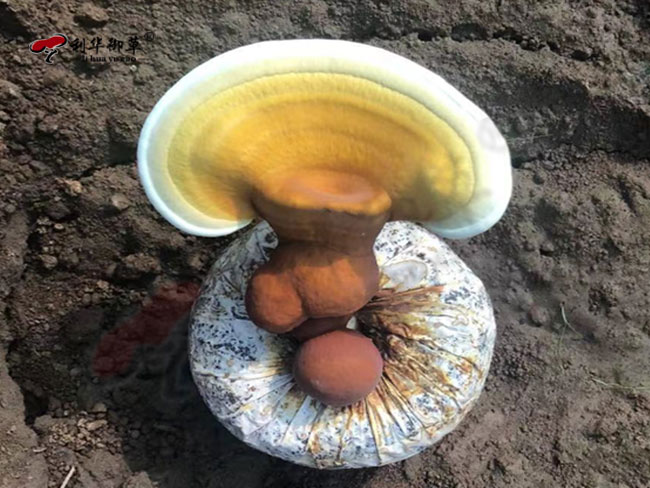 灵芝浑身是宝，竟然产品类型这么多……
