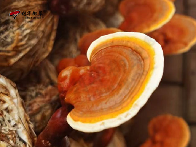 利华御草,灵芝OEM,灵芝ODM,灵芝oem,灵芝odm