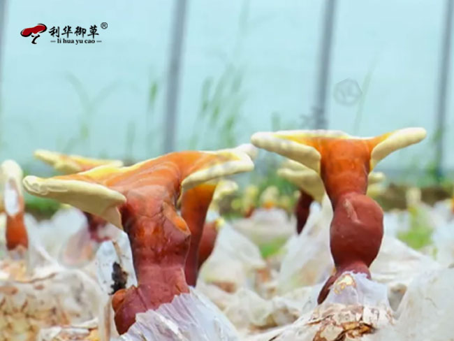 利华御草严格把控产品源头品质