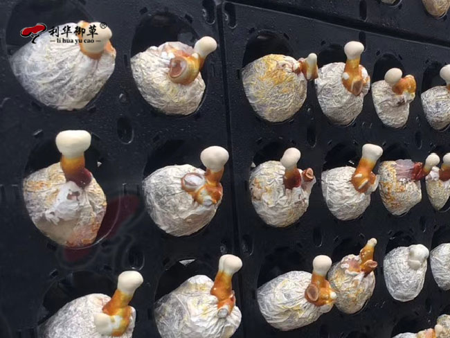 利华御草,灵芝孢子粉原料,灵芝孢子粉代工,灵芝孢子粉