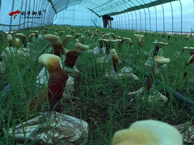 利华御草为什么坚持自己种植灵芝