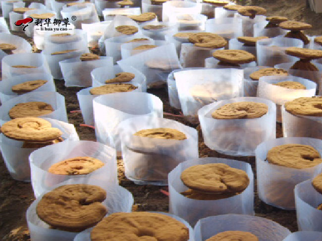袋料和段木培育基材哪种更适合培育灵芝