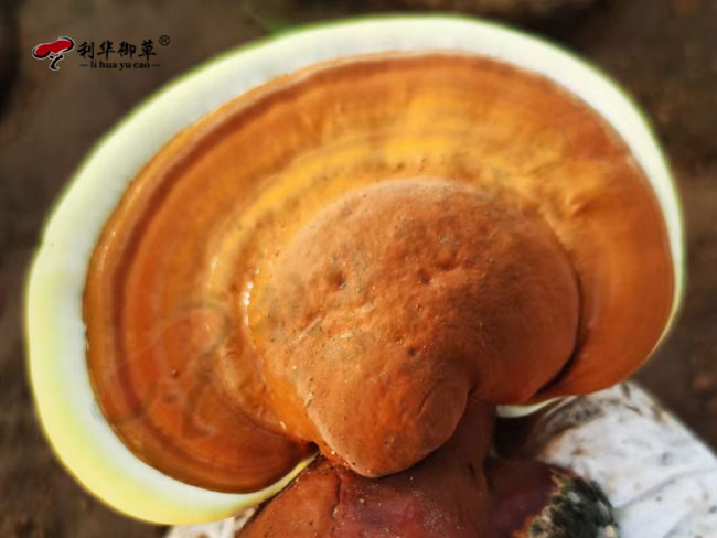 山东泰山的灵芝孢子粉好不好？