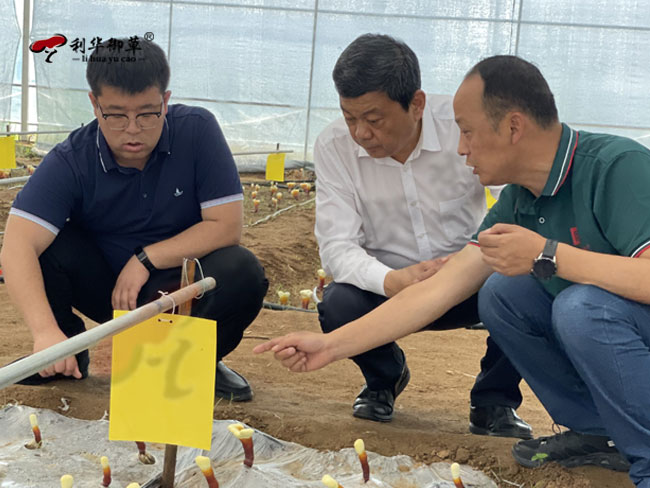 原泰安市委副书记曲锋一行莅临芝人堂泰山灵芝种植基地