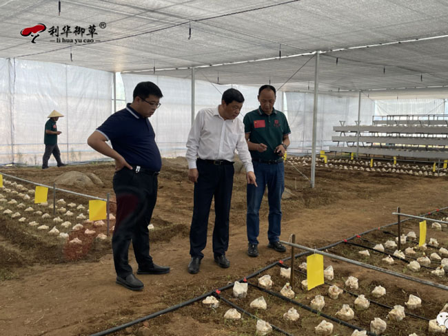 原泰安市委副书记曲锋一行莅临芝人堂泰山灵芝种植基地